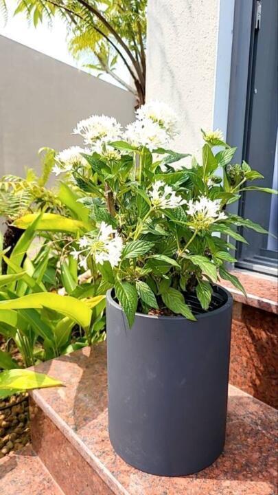 Chậu trồng cây trụ tròn rộng 20 cao 25cm