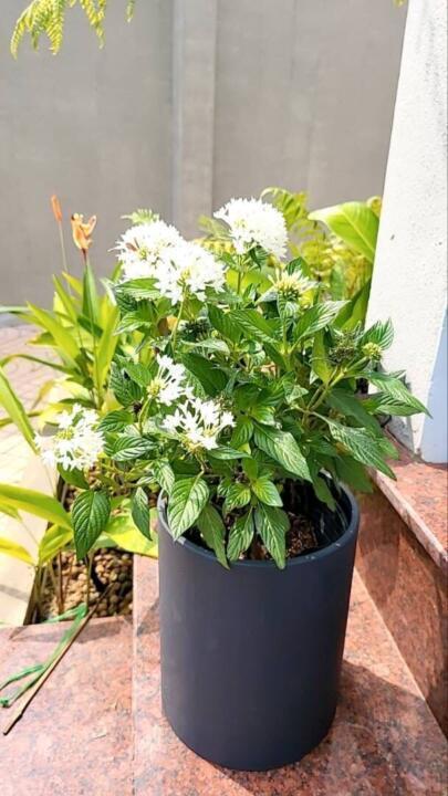 Chậu trồng cây trụ tròn rộng 20 cao 25cm