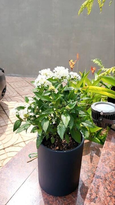 Chậu trồng cây trụ tròn rộng 20 cao 25cm