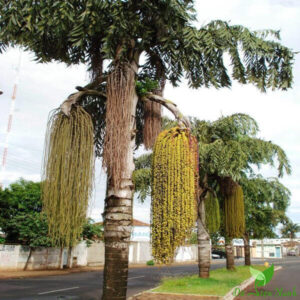 Cây Đủng Đỉnh