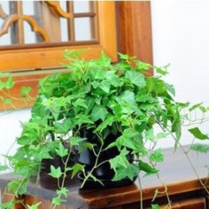 Dây Thường Xuân