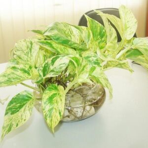 Cây Trầu Bà Sữa