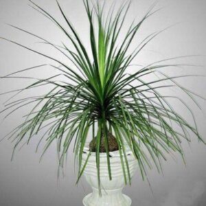 Cây Lan Bình Rượu