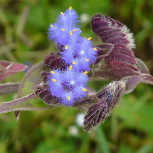 Cây Bích Trai Nhện