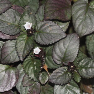 Cây Bán Tự Cảnh