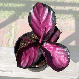 Cây Đuôi Công Đỏ