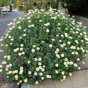 Cây Đông Hầu Kem