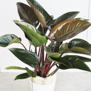 Cây Trầu Bà Đế Vương Đỏ