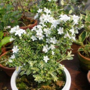 Cây Bạch Tuyết Mai