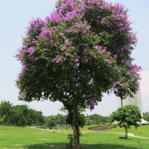 Cây Bằng Lăng Ổi