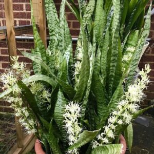 Cây Lưỡi Mèo Thường