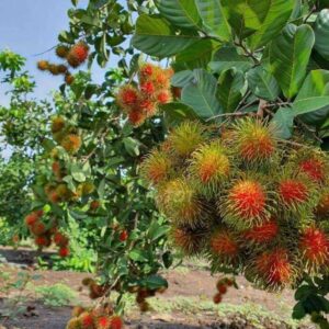 Cây Chôm Chôm Thái