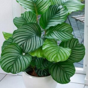 Cây Đuôi Công Thái