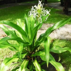 Cây Đại Tướng Quân Hoa Trắng