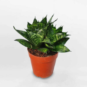 Cây Lưỡi Mèo Thái