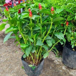 Cây Phúc Lộc Thọ