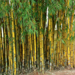 Cây Tre Vàng Sọc