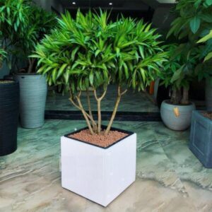 Cây Trúc Bách Hợp