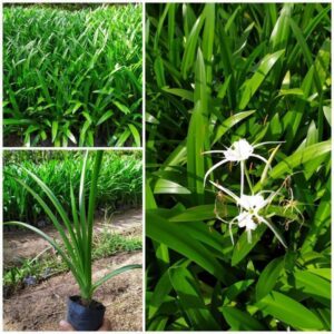 Cây Bạch Trinh Biển