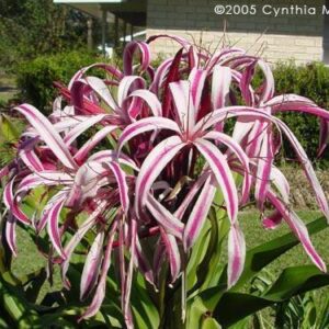 Cây Đại Tướng Quân Hoa Đỏ