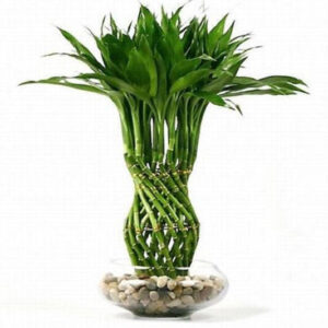 Cây Trúc Phát Tài