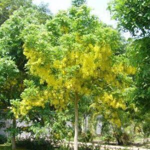 Cây Bò Cạp Vàng