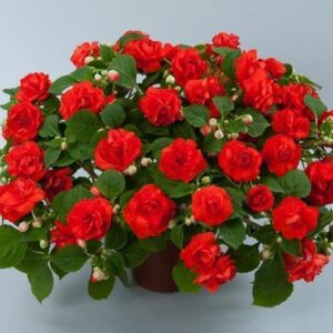 Cây Thu Hải Đường Đỏ