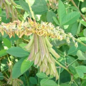 Cây Sục Sạc Ba Lá Tròn