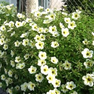 Cây Đông Hầu Trắng