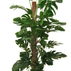 Cây Trầu Bà Pháp