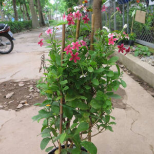 Cây Sử Quân Tử