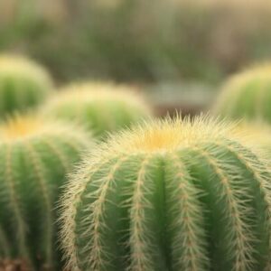 Xương Rồng Bóng Đôi