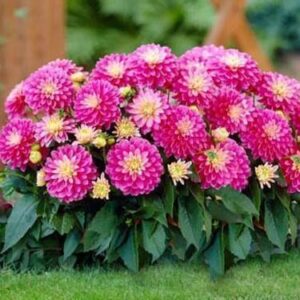 Cây Thược Dược