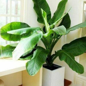 Cây Đại Phú Gia